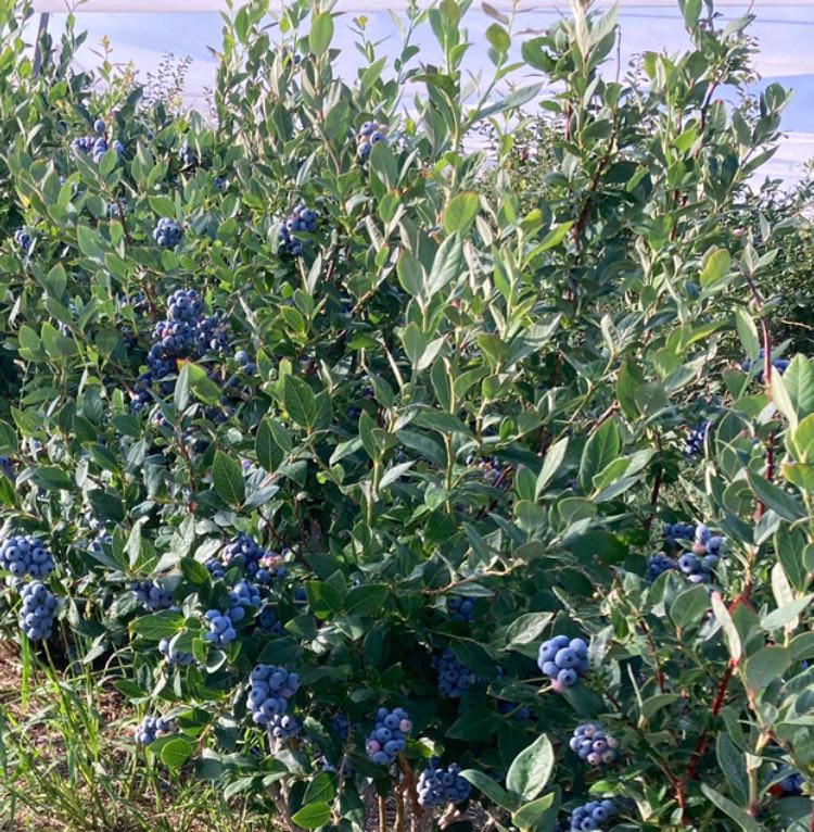 Bleuetière du maraîcher de Batiscan, Mauricie