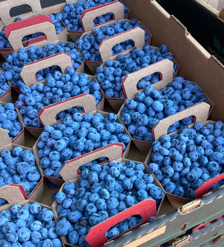 Bleuets et petits fruits — auto-cueillette Batiscan