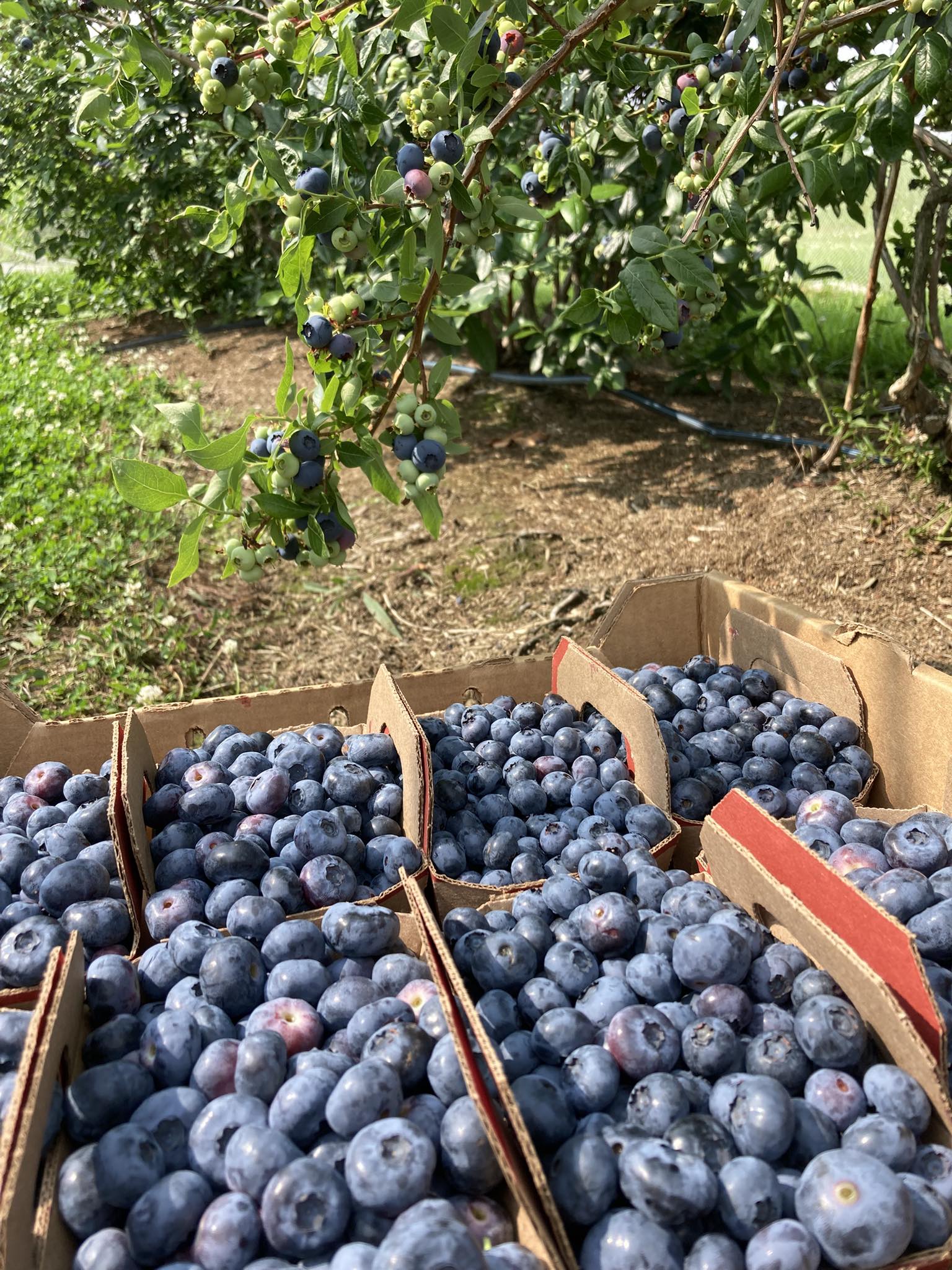 Bleuets récoltés au champ — auto-cueillette maraîcher de Batiscan