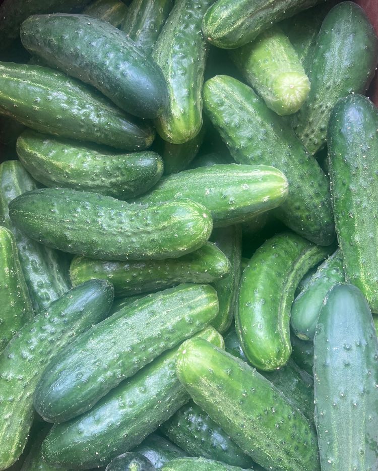 Concombres frais du jardin maraîcher de Batiscan
