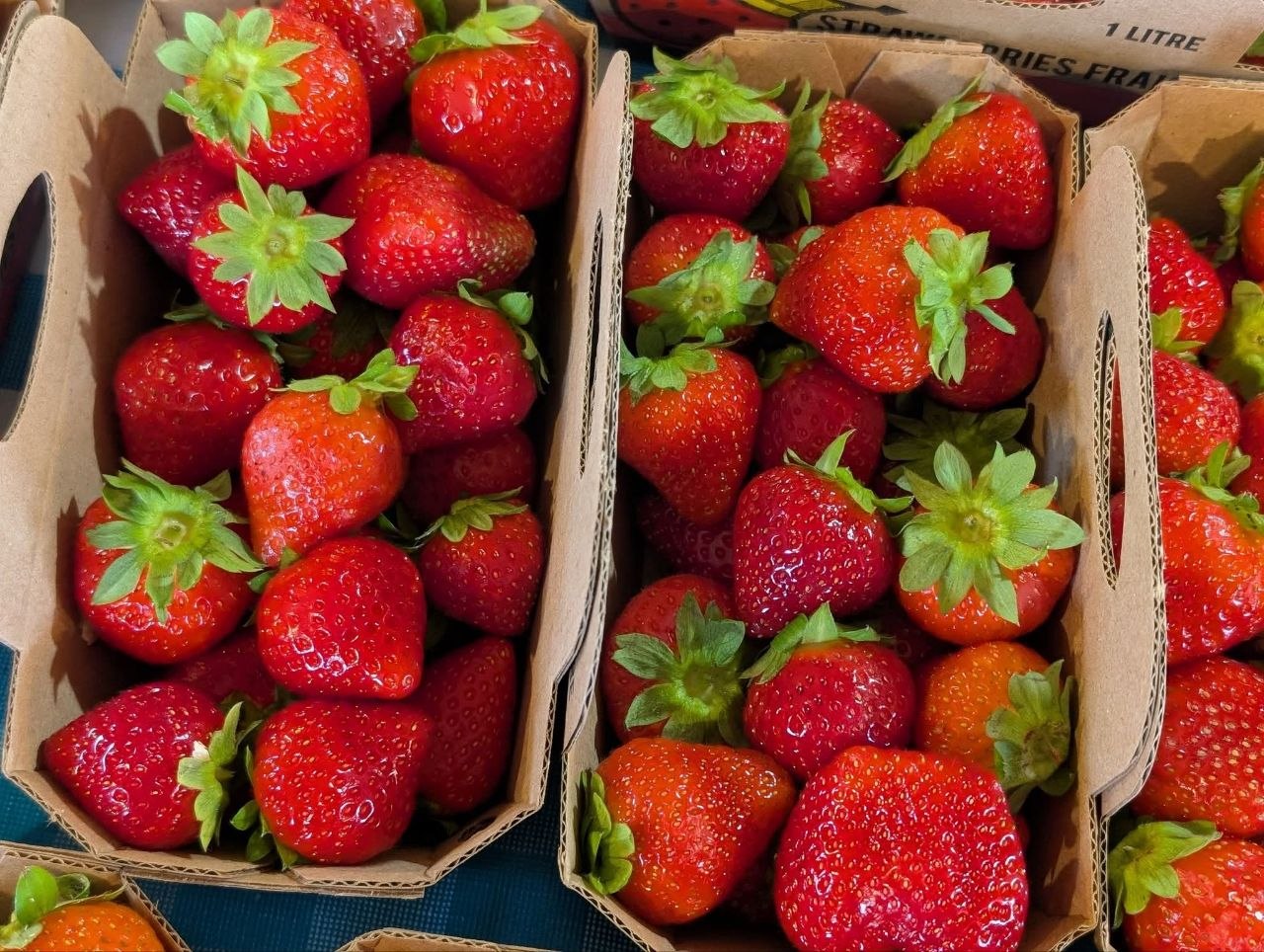 Fraises fraîches en auto-cueillette à Batiscan