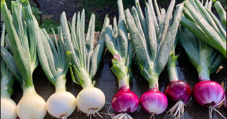 Oignons blancs et rouges frais du jardin